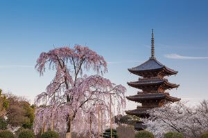 世界遺産で撮影できる